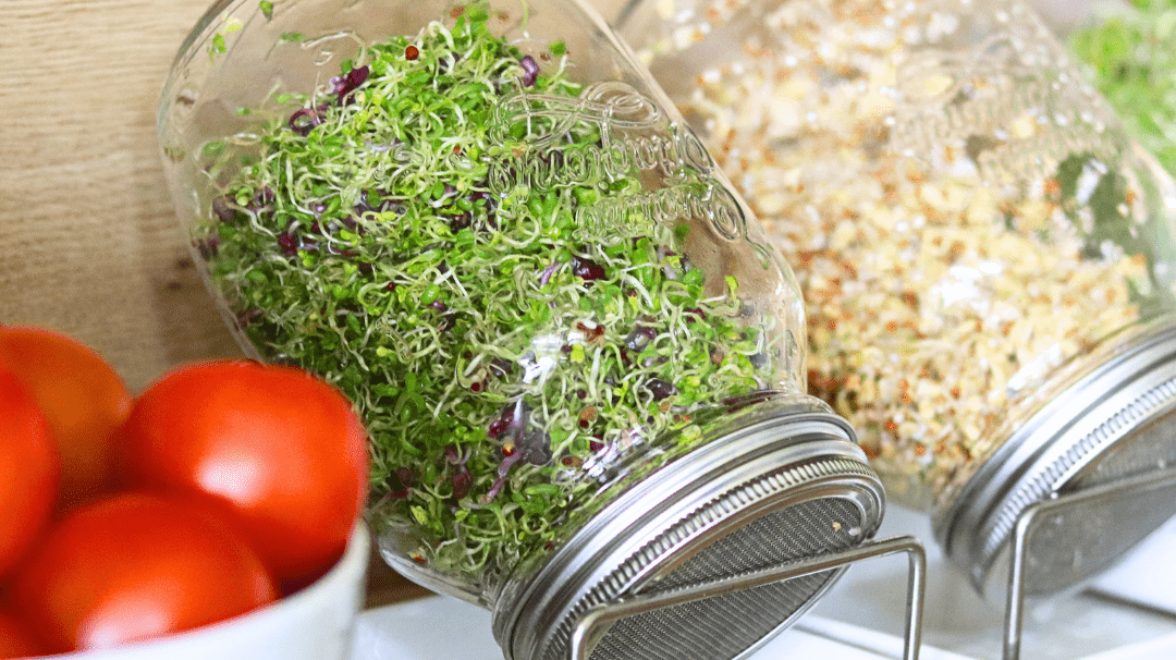 Sprossenpower für die kalten Monate: Frisch, günstig und so gesund! - Keimgrün