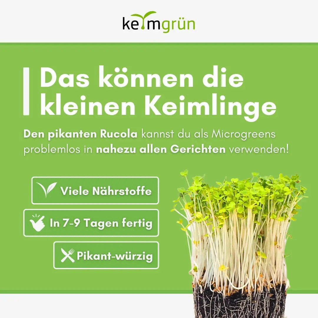 Rucola Samen image 4