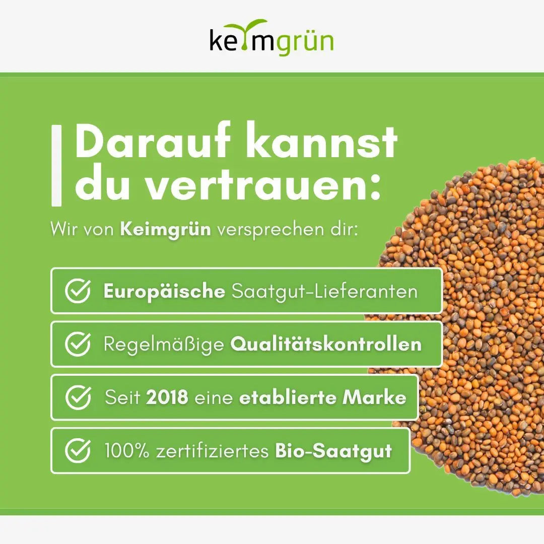Rucola Samen image 5