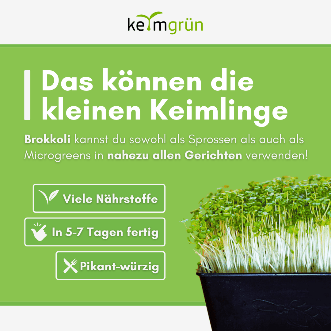 Brokkoli Bio - Keimsaat - Keimgrün