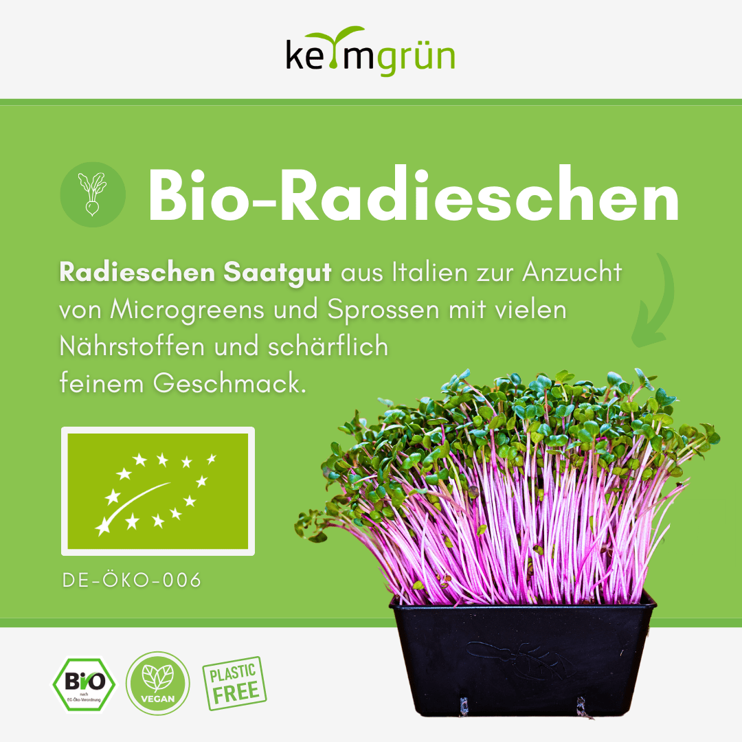 Radieschen Bio - Keimsaat - Keimgrün