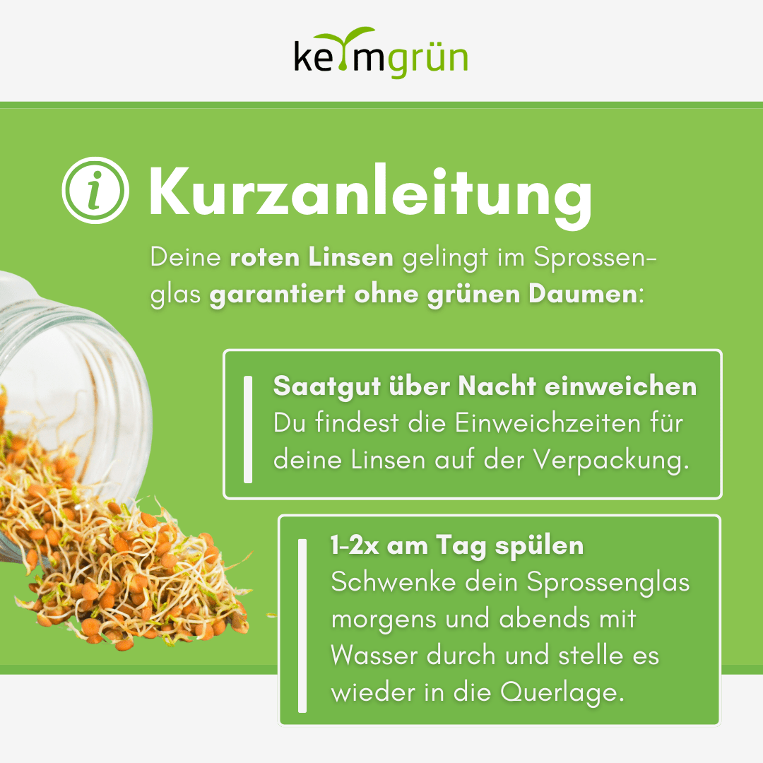 Rote Linsen Bio - Keimsaat - Keimgrün