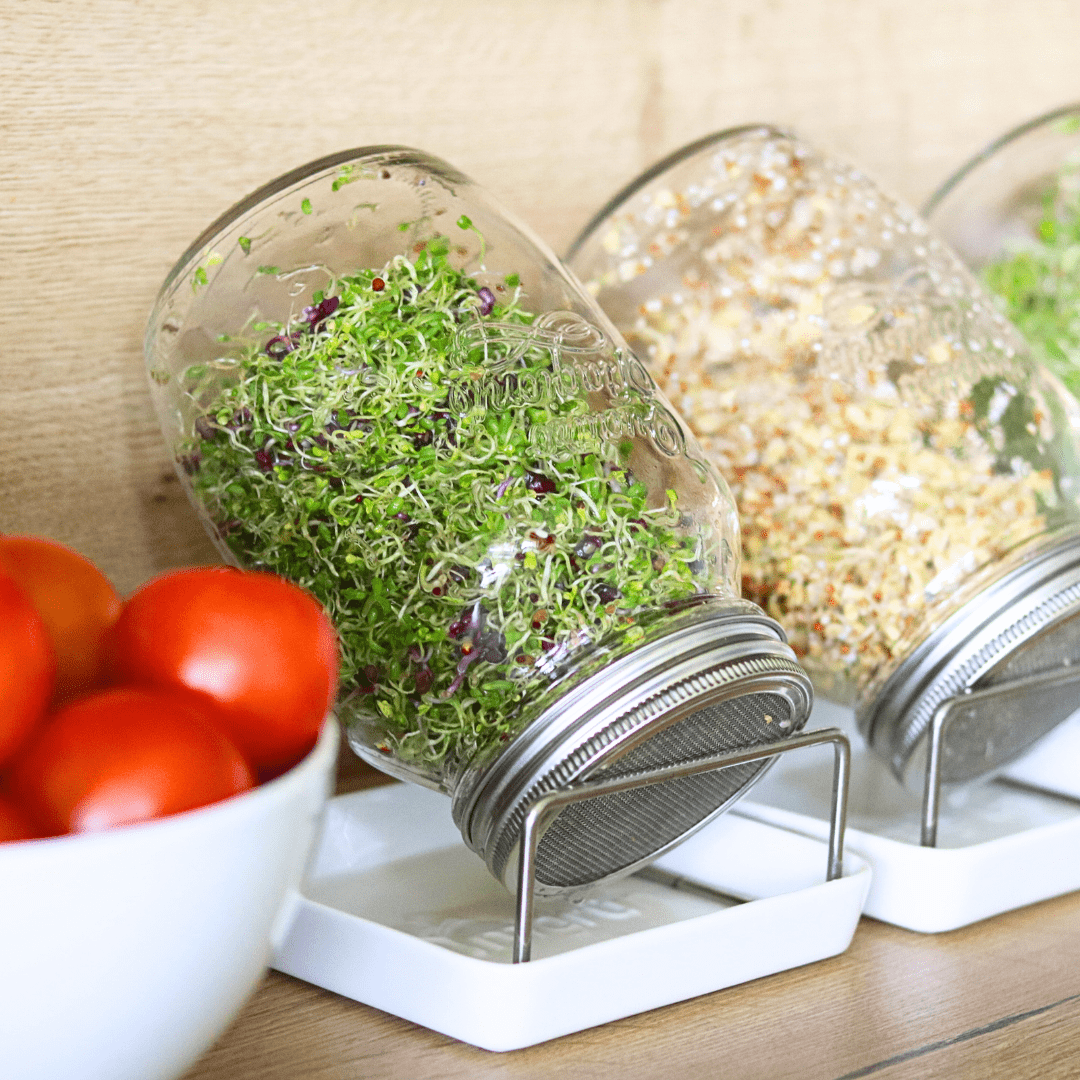 Sprossenpower für die kalten Monate: Frisch, günstig und so gesund! - Keimgrün
