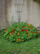 Kapuzinerkresse Samen image 3