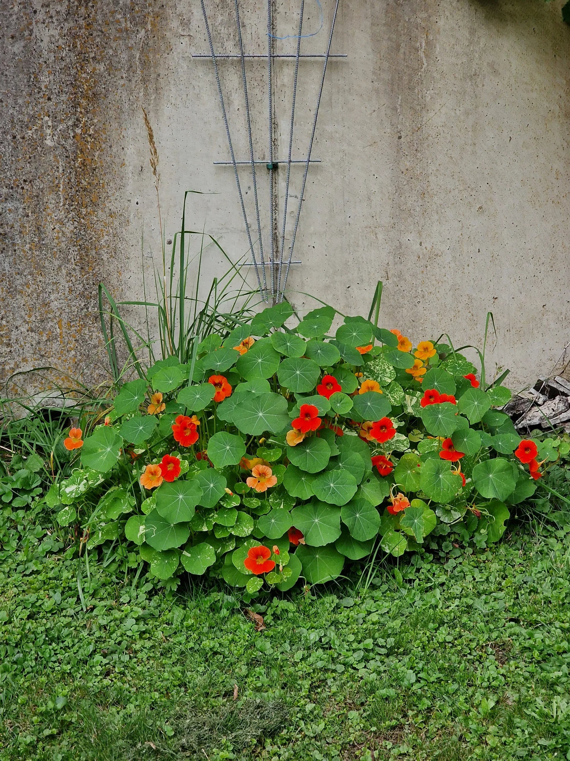 Kapuzinerkresse Samen image 3