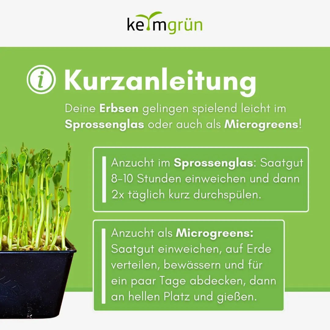 Erbsen Samen image 3