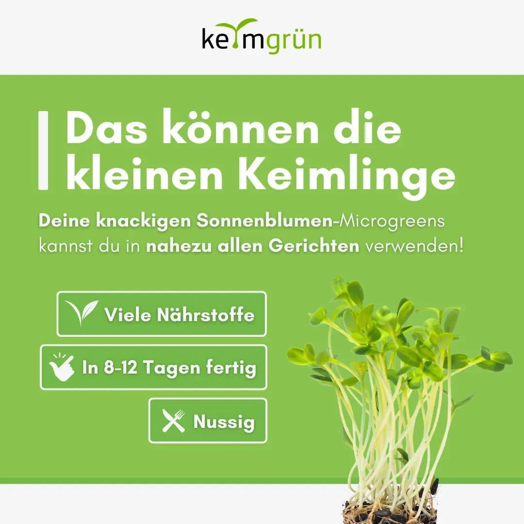 Sonnenblumen Samen image 4