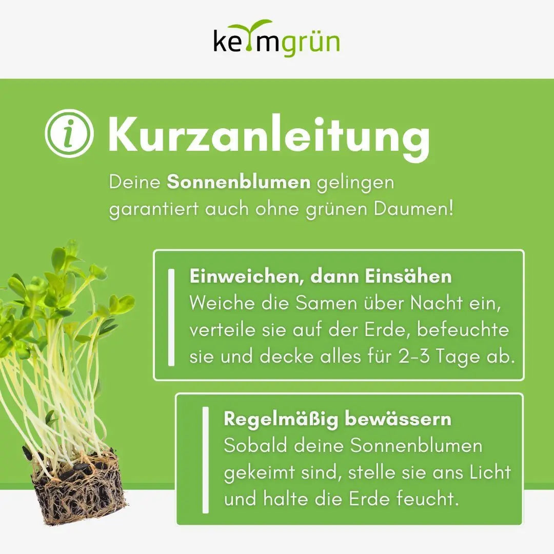 Sonnenblumen Samen image 3