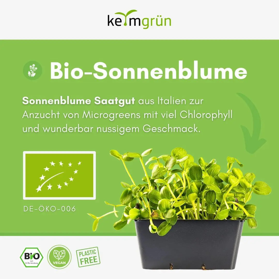 Sonnenblumen Samen image 1