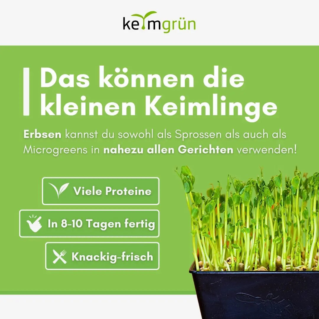 Erbsen Samen image 4
