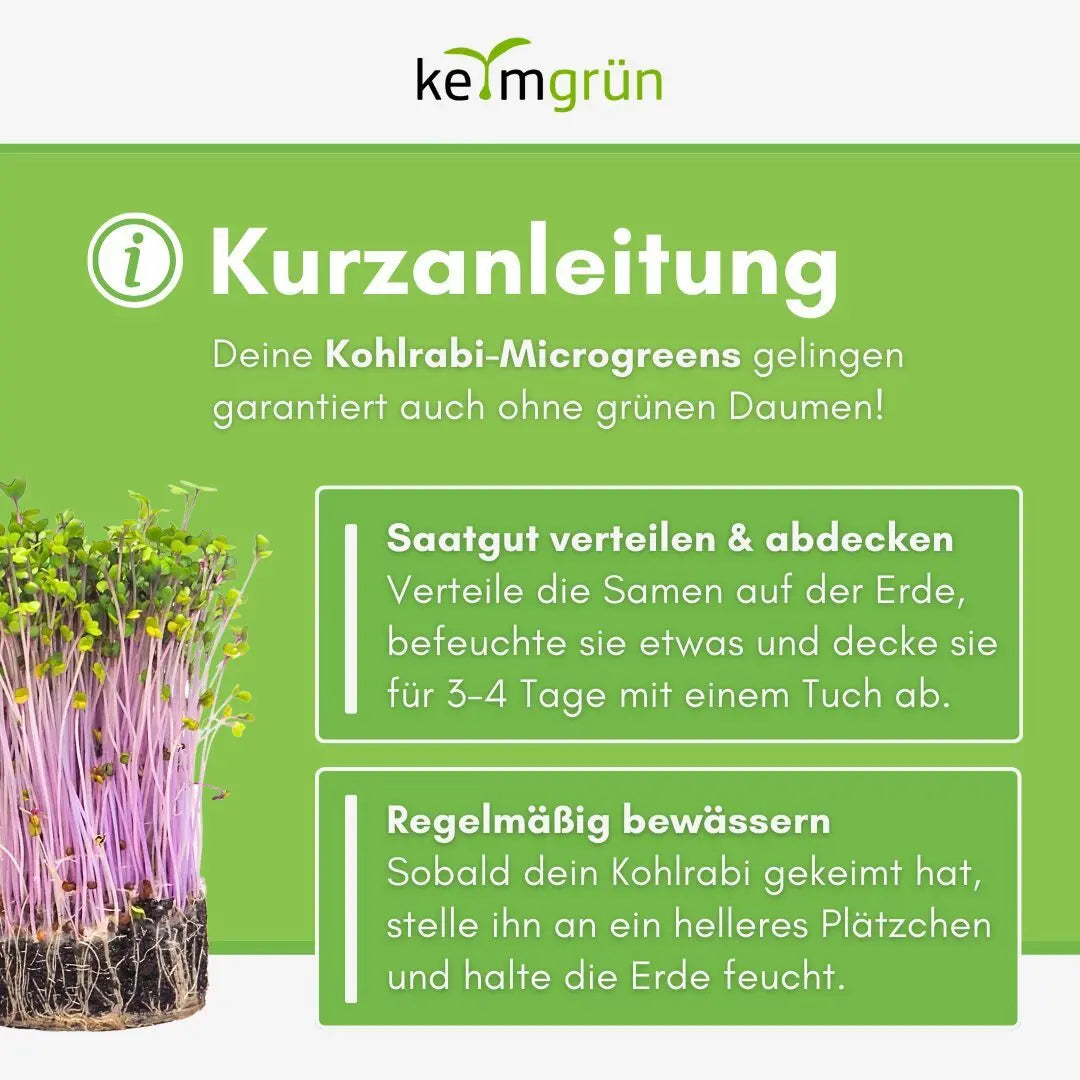 Roter Kohlrabi Samen image 3