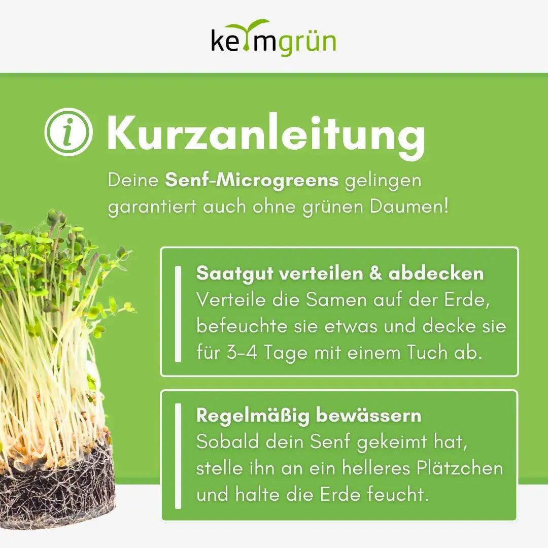 Senf Samen image 3