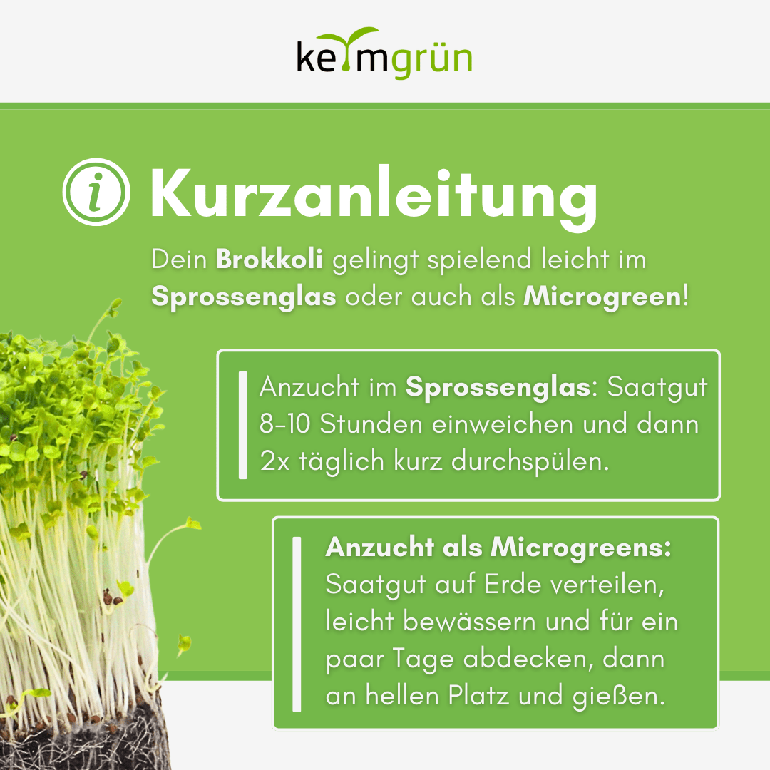 Brokkoli Bio - Keimsaat - Keimgrün
