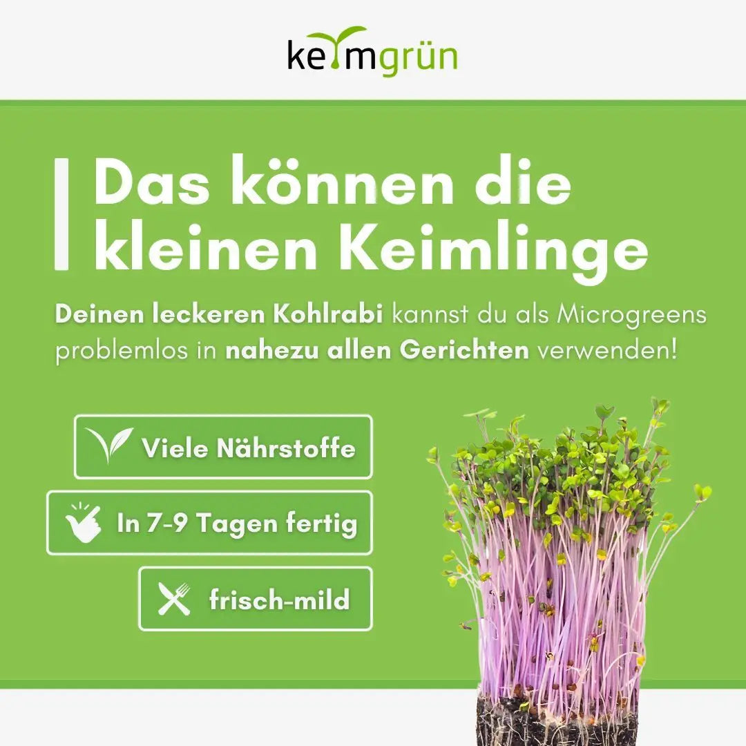 Roter Kohlrabi Samen image 4