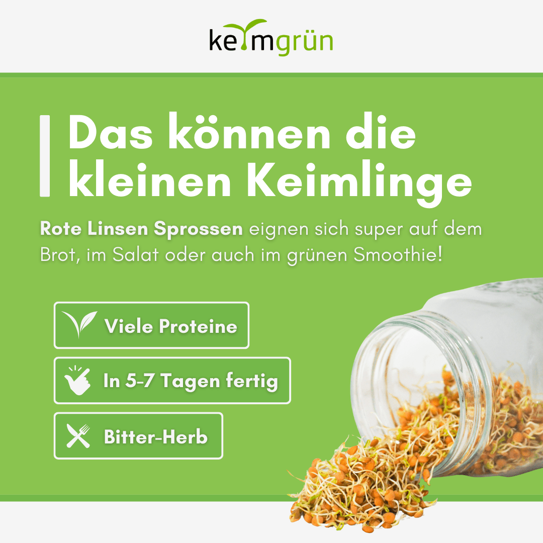 Grüne Linsen Bio - Keimsaat - Keimgrün