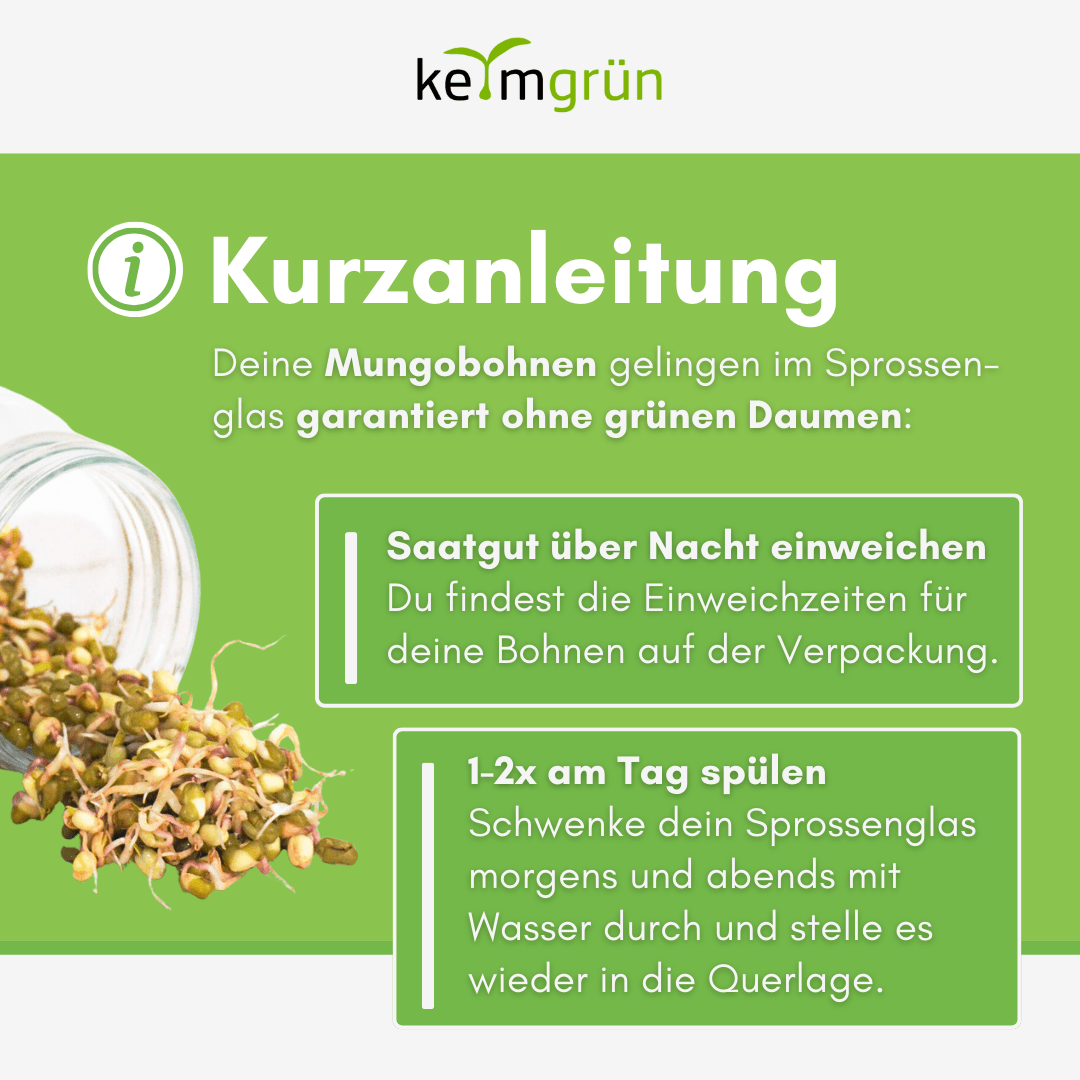 Mungobohnen Bio - Keimsaat - Keimgrün