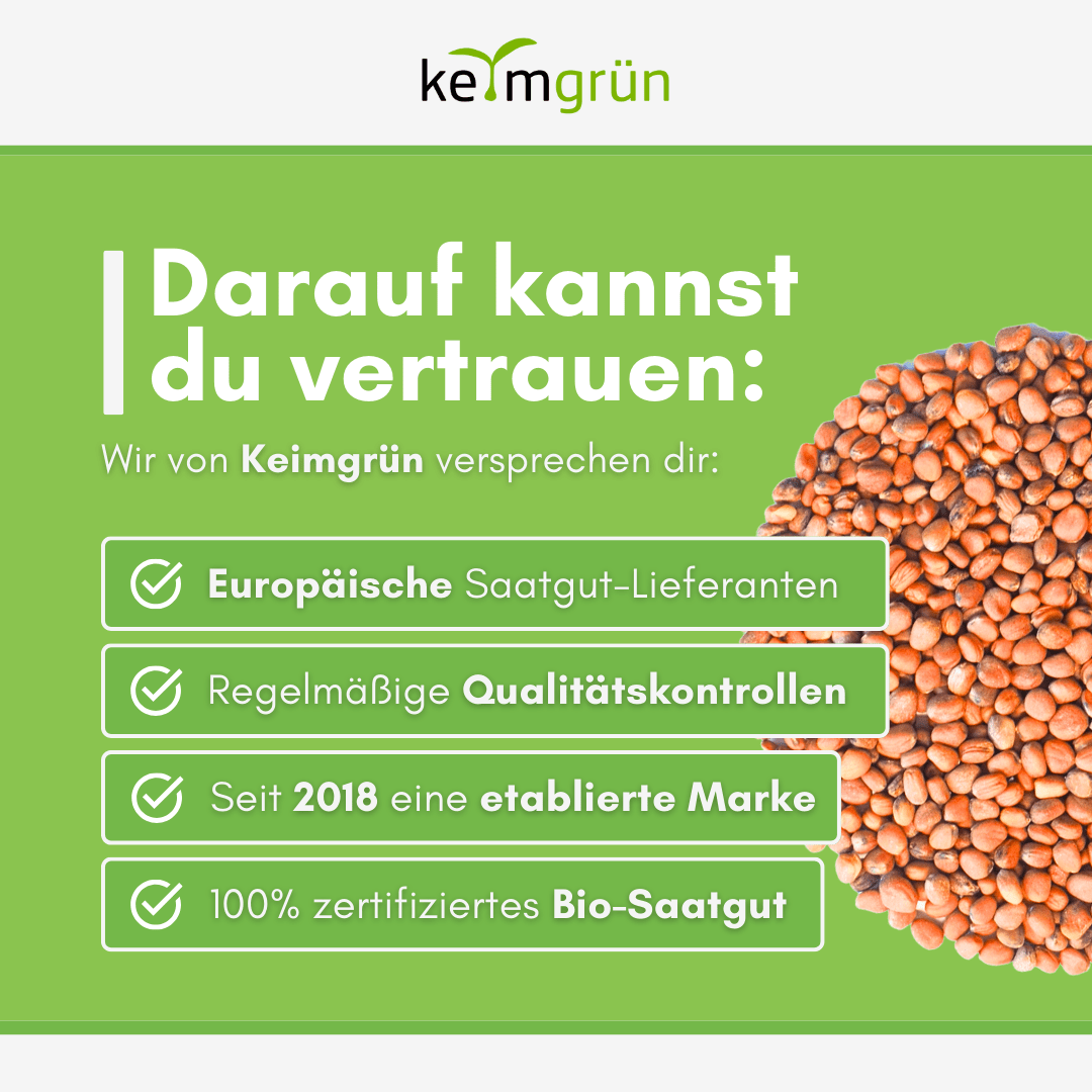 Radieschen Bio - Keimsaat - Keimgrün