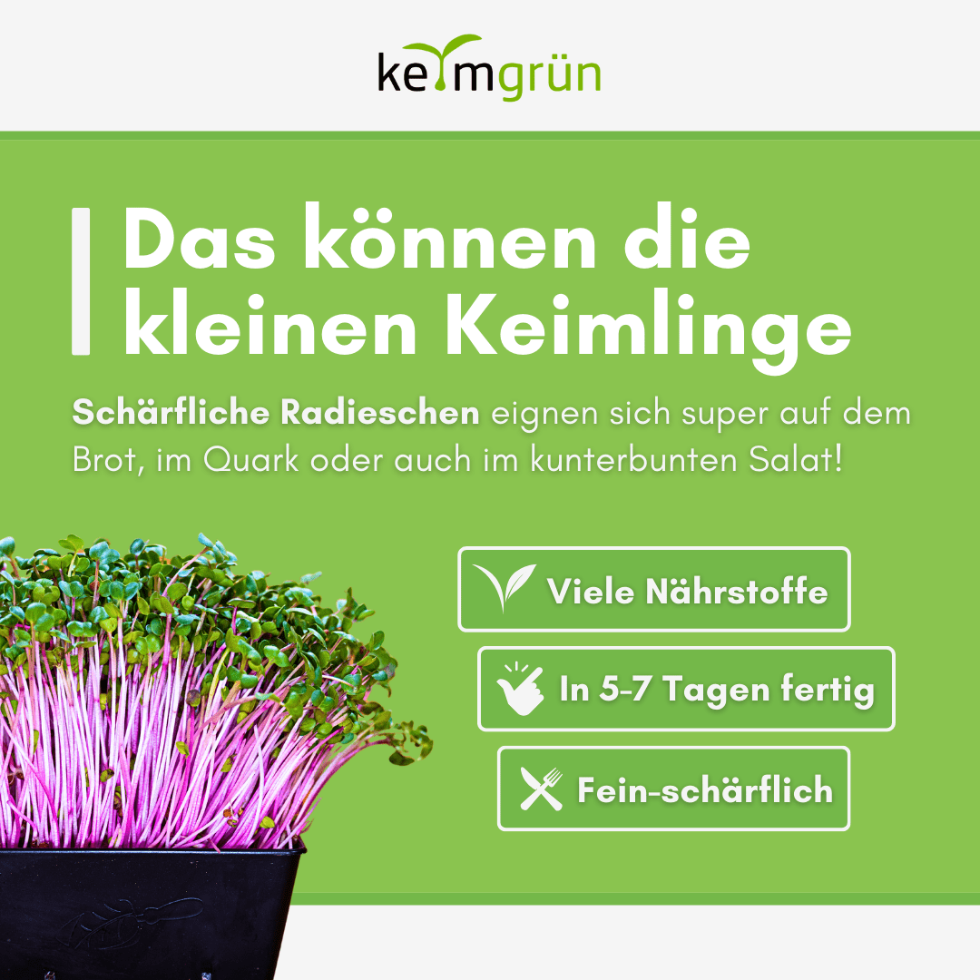 Radieschen Bio - Keimsaat - Keimgrün