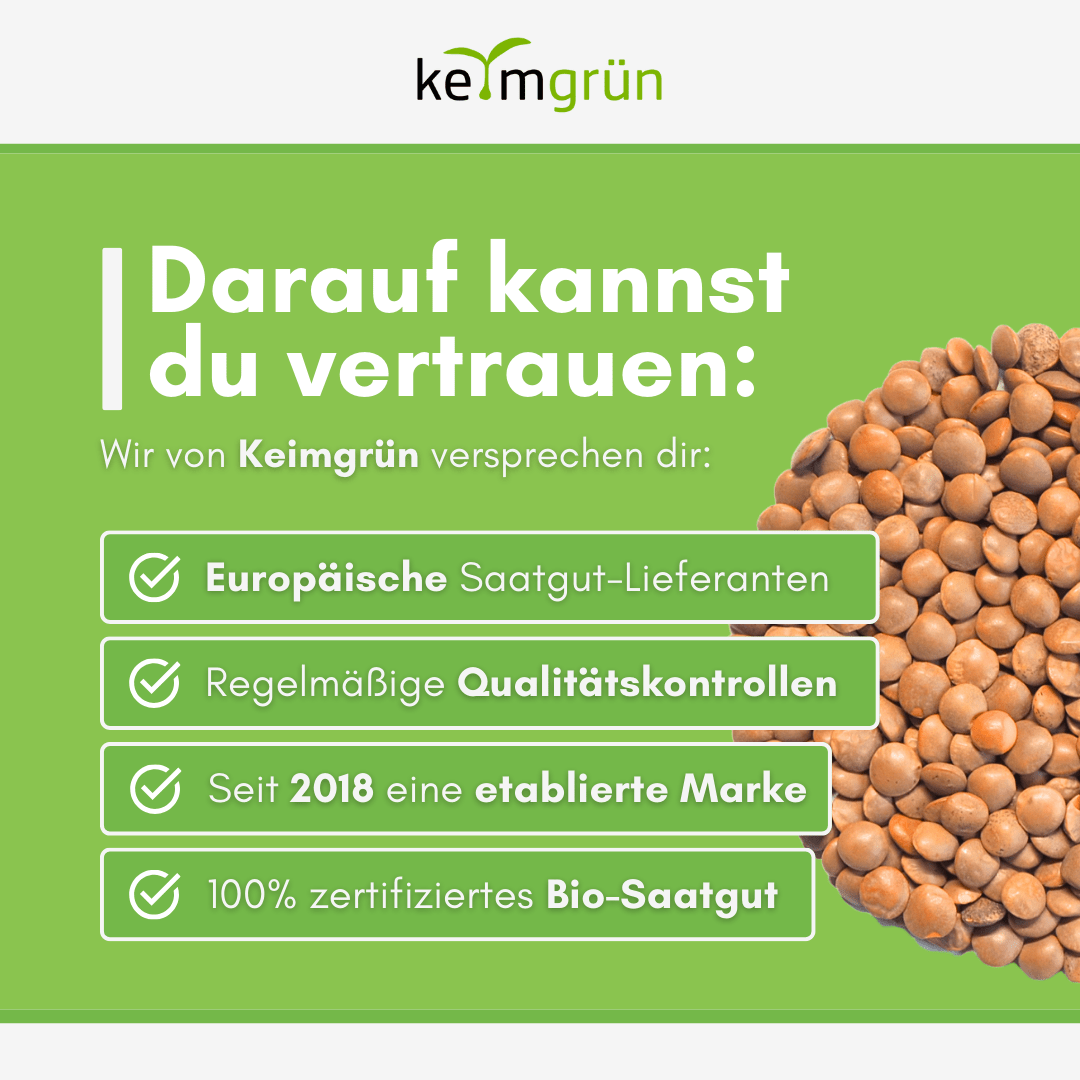 Rote Linsen Bio - Keimsaat - Keimgrün