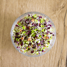 Sprossenmix "Salat" Keimsaat - Keimgrün