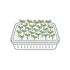 Keimgruen_microgreens